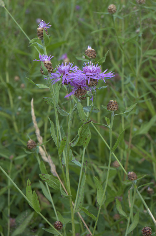 DSC_0082.jpg