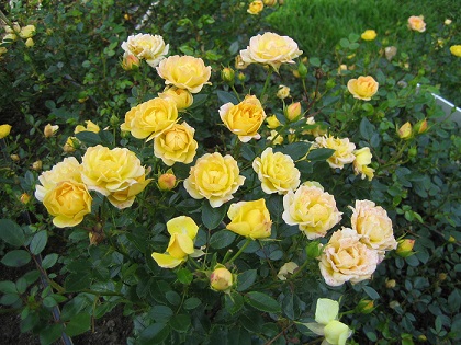 Rosa Yellow Fairy.jpg