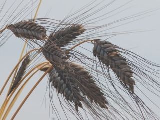 Triticum-dicoccum.jpg